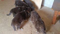 German shepherd puppies searching for new homes