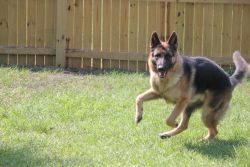 German Shepard- A 14 month old Ready for adoption