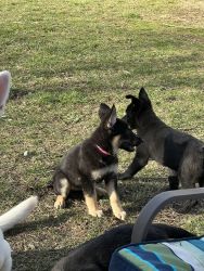 Full blooded 10 week old German Shepard puppies. Message for details!