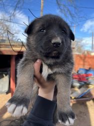 German Shepard puppies for cheap