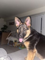 5 month old German Shepard for sale
