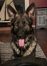 Young 1yr GSD BRUNO