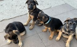 German shepherd mixed puppies