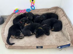 Beartown Shepherds puppy’s for sale