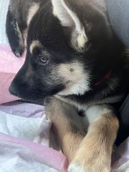 Want to sell my husky German breed puppy