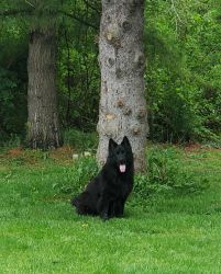 Spring is in the air! All black German Shepherd puppies!