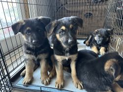 8 week old Puppies looking for a new home