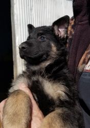 German sheperd puppies for sale in Kokomo Indiana