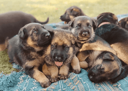 German Shepherd Puppies due around Easter