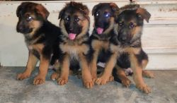 German shepherd puppies for sale with certificate and microchip.