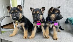 Purebred German Shepherd puppies