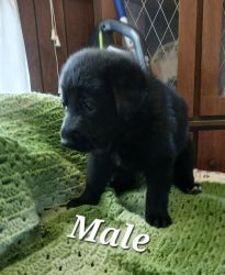 4 Black Male puppies
