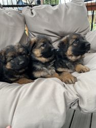 German shepherd puppies , beautiful, smart , playful, healthy has firs