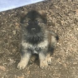 AKC German Shepherd pups for sale