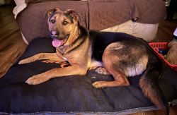 9 month old German shepherd mix in need of a new home