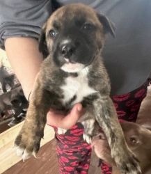 Adorable German Shepard mix puppies looking forever home