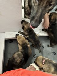 Sable German Shepherd puppies