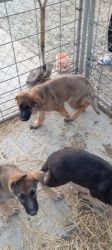 Adorable German Shepherd Puppies