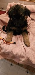 AKC German Shepherd Pup's available