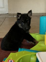 AKC registered GSD pups