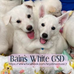 White german shepherd puppies