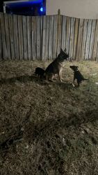 Germán Shepard Puppies For Sale