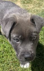 Grey Puppy with blue eyes