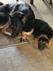 Beautiful puppies for sale