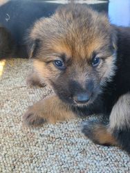 Registered German Shepherd Puppies