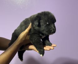 German Shepard puppies for sale
