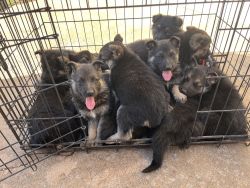 Puppies ready for new homes!