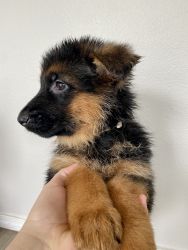 German Shepherd Girl Puppy