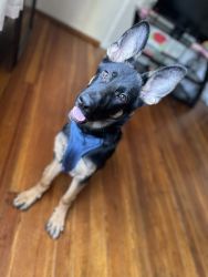 German Shepard looking for a new home