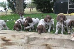 QUALITY AKC REGISTERED GERMAN SHORTHAIRED POINTER PUPPIES