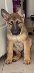 Sable German Shepherd Pup