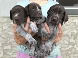 QUALITY AKC REGISTERED GERMAN SHORTHAIRED POINTER PUPPIES.