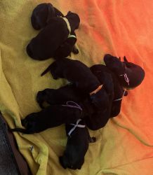 Purebred Black German Shepherd Puppies