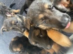 German shepherd puppies for sale to good homes