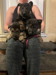 5 German shepherd puppies born march 6th