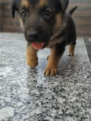 2 months old pure breed German Shepherd puppy