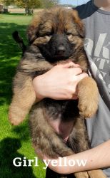 AKC German Shepherd puppy