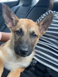 4 1/2 month old female German Shepherd mix needs to be re-homed