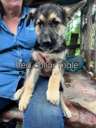 Price DROP 500.00A one GERMAN SHEPHERDS PUPPIES for sale