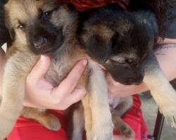 Full blooded German Shepherd pups