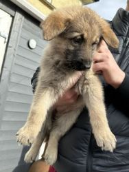 Stunning litter of 9 pedigree straight back GSD puppies for sale