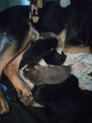 I have 6 German shepherd puppies for sale