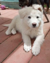 Solid White German Shepherd Puppy