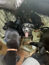 7 puppies for sale