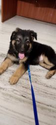 A beautiful female puppy of 45 days German Shephard for sale in Vaisha