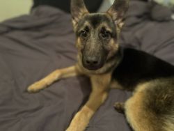 Roxxy 5 month old GSD for sell